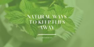 flies, natural remedy, herbs