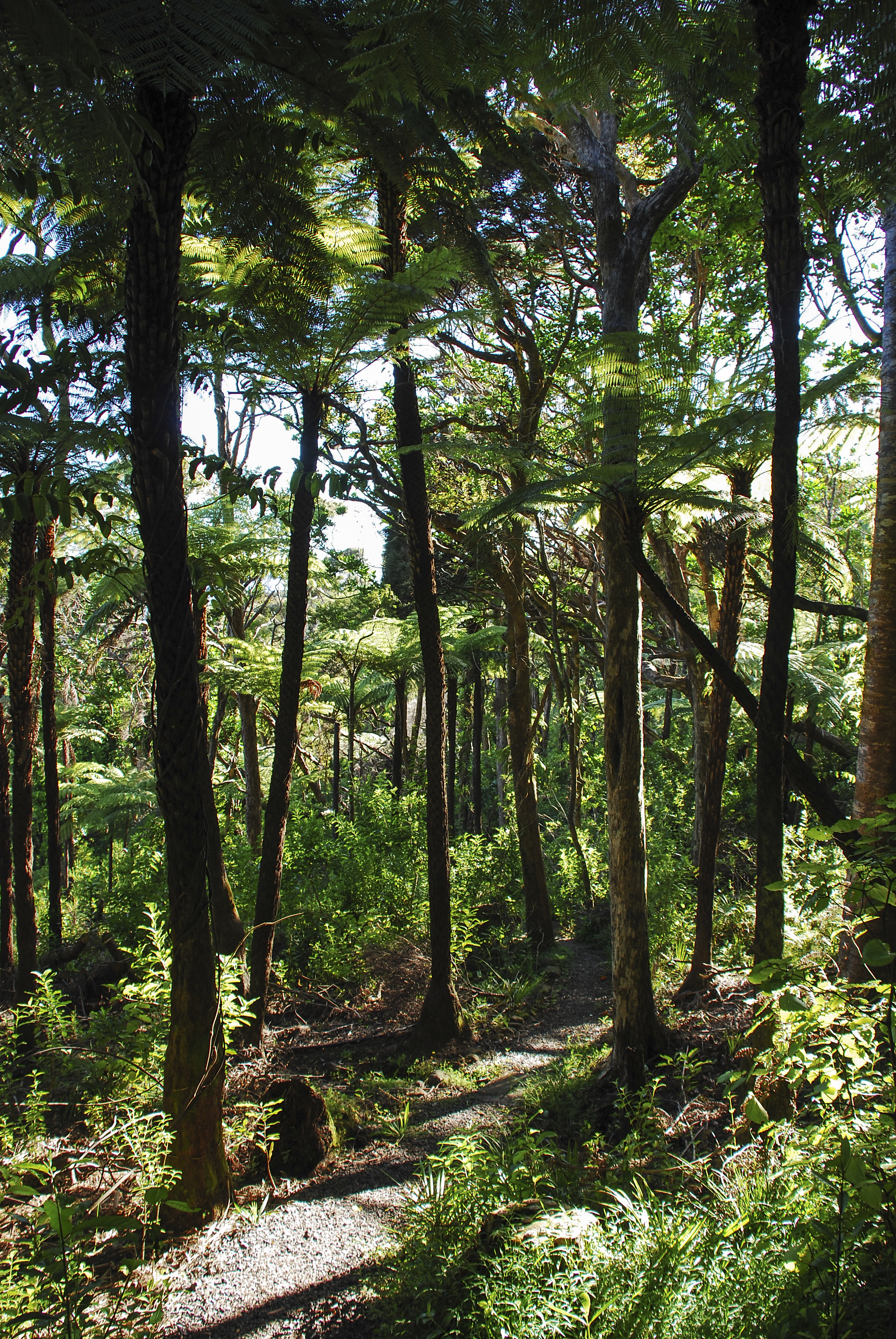 Mana_bush_walks Bush walks at Mana Retreat Centre
