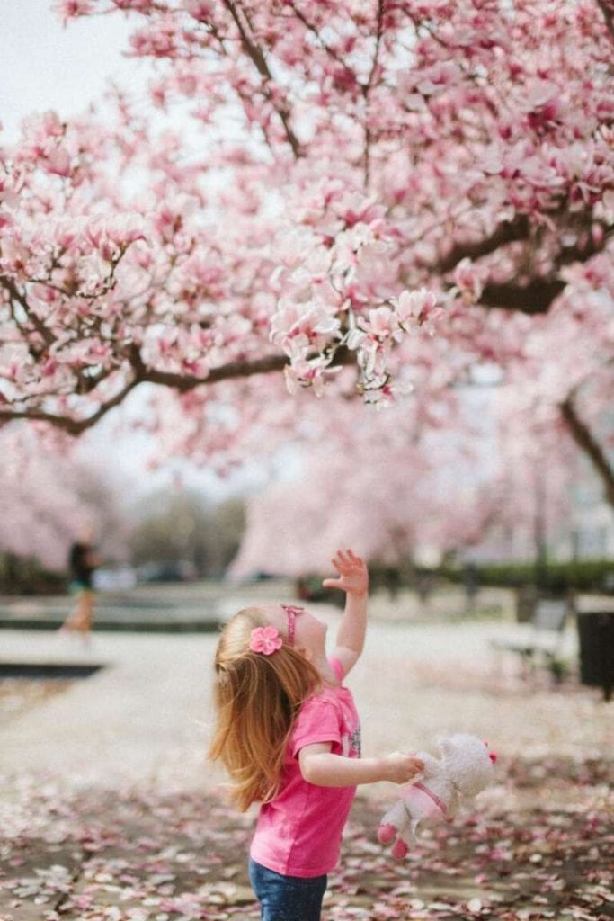 Young Girl reaching up to blossom tree
